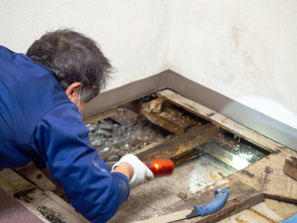 Best Black Mold Removal  in York, PA