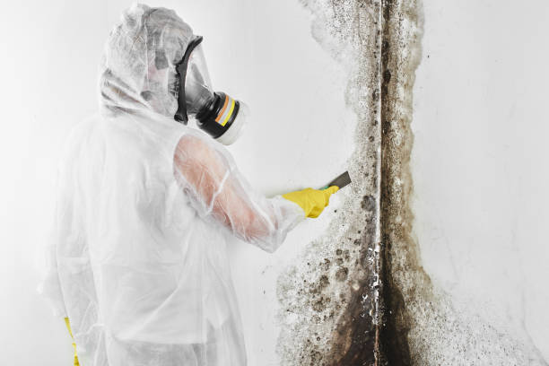 Attic Mold Removal in York, PA
