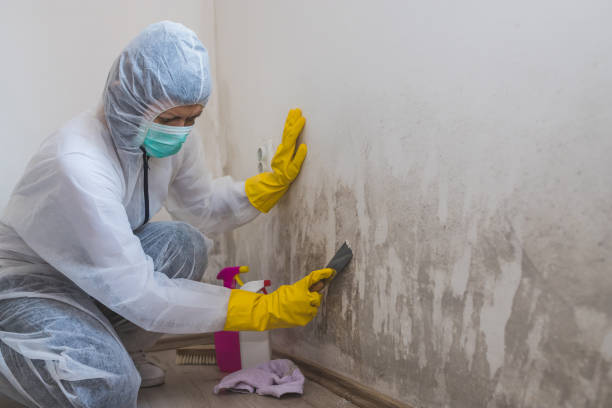 Best Best Mold Removal Companies  in York, PA