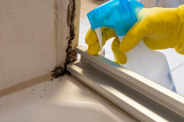 Best Commercial Mold Removal  in York, PA