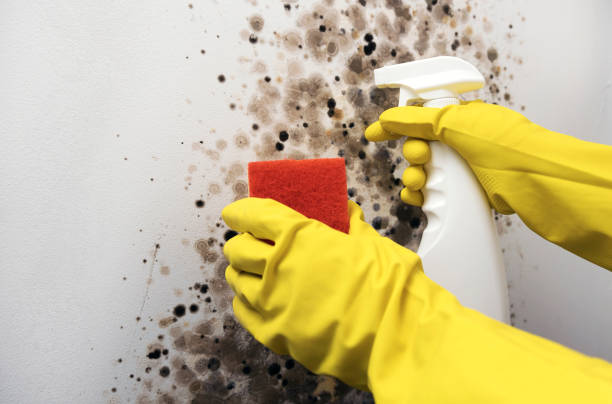 Best Mold Cleaning Services  in York, PA
