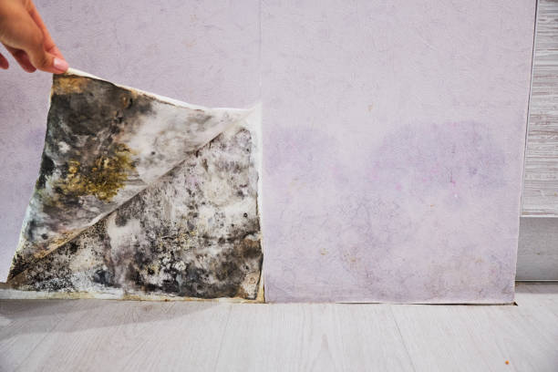 Best Mold Damage Repair  in York, PA